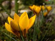 Crocus flower