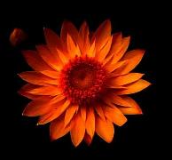 African Daisy