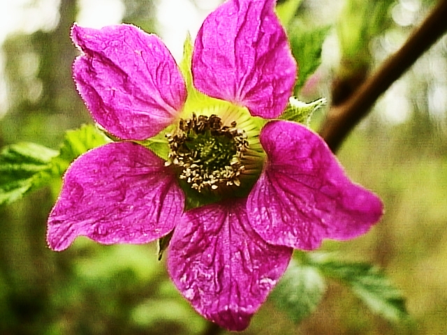 Salmon Berry Bloom
