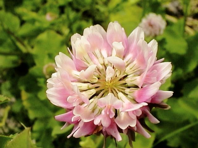 Strawberry Clover Bloom