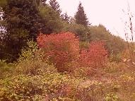 Vine Maple
