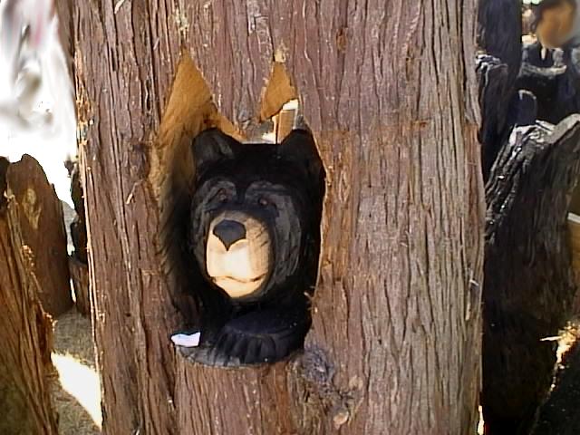 Bear in a Tree