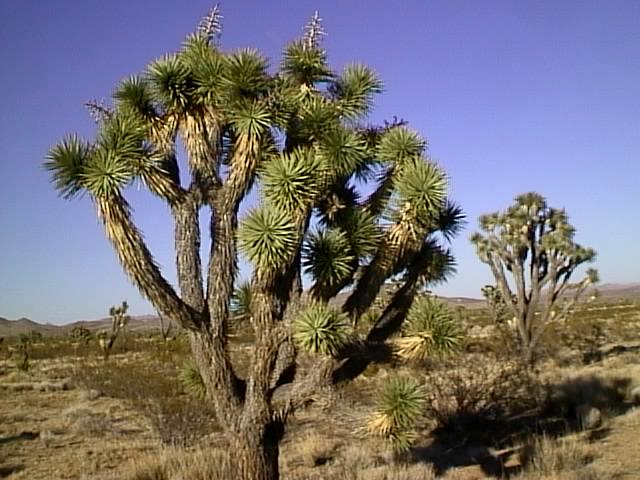 Joshua Tree in the Desert