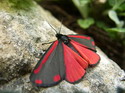 Butterflies and Moths for your desktop