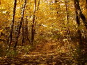 The Colors of Autumn