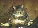 Cats and Kittens photographs