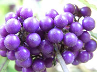 Beautyberry (Callicarpa bodinieri)