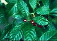 Coffea arabica