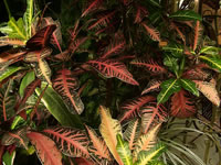 Croton Plant