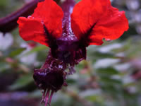 Bat Face Flower