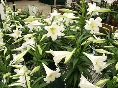 Easter Lilies