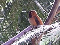 Rufous Hummingbird