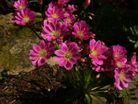 Lewisia cotyledon