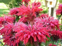 Monarda didyma