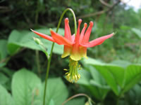 Native Columbine