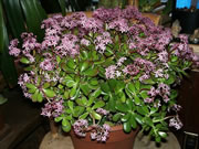 Jade Plant in bloom