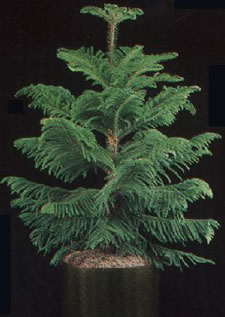 Norfolk Island Pine