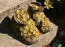 Old shoe planter