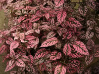 Pink Polka Dot Plant