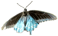 Spicebush Butterfly