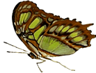 Unidentified Butterfly