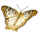 White Peacock Butterfly