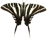 Zebra Swallowtail Butterfly