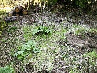 Where the garden will be