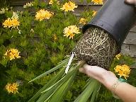 Removing a plant from the pot