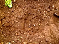 Planting hole