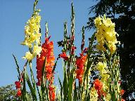 Gladiolas
