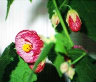 Flowering Maple