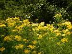 Achillea millefolium