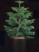Norfolk Island Pine