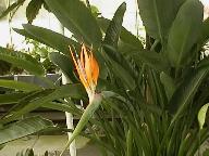 Bird of paradise