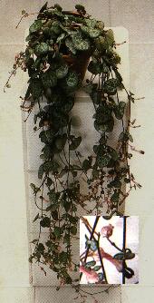Rosary plant, Ceropegia woodii