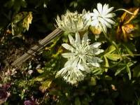 Clematis Flower
