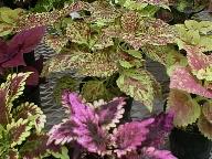 Coleus Plants