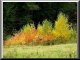 The Colors of Autumn