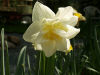 Daffodil