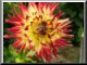 Dahlias for your desktop