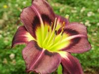 Daylily, Hemerocallis