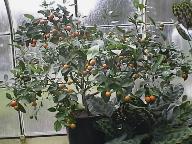 Dwarf Citrus