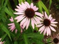 Purple Coneflower, Echinacea purpurea