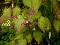 Epimedium
