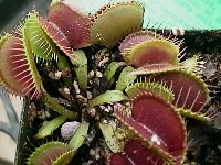 Venus Flytrap plant
