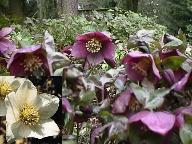 A Christmas Rose