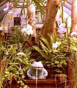 House plants