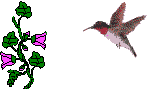 Hummingbird flowers