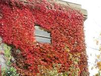 Ivy Growing up a Wall